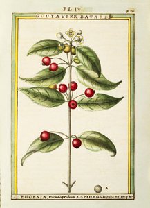 فرشاة الكرز (Eugenia pseudo-pridium) ، ألوان مائية بواسطة Delahaye بواسطة ديلاهاي ديلاهاي