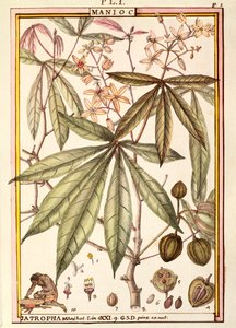 Cassava (Jatropha manihot), by Delahaye, watercolour بواسطة ديلاهاي ديلاهاي