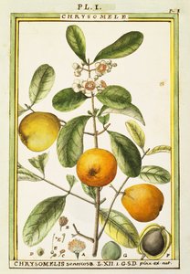 Chrysomele (Chrysomelis senticosa) ، ألوان مائية من Delahaye بواسطة ديلاهاي ديلاهاي