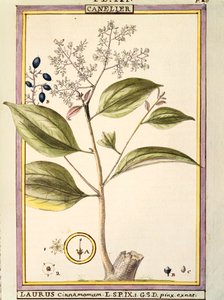 القرفة (Laurus cinnamomum) ، ألوان مائية من Delahaye بواسطة ديلاهاي ديلاهاي