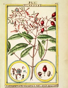القرنفل (Caryophyllus Aromaticus) ، ألوان مائية من Delahaye بواسطة ديلاهاي ديلاهاي