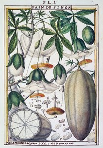 ثمار وأزهار شجرة الباوباب (Adansonia digitata) بواسطة Delahaye ، من Florindie ou Historie physico-Economics des Vegetaux de la Torride بواسطة ديلاهاي ديلاهاي