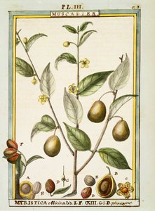 جوزة الطيب (Myristica fragrans أو officinalis) ، ألوان مائية بواسطة Delahaye بواسطة ديلاهاي ديلاهاي
