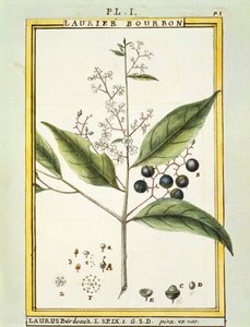 شجرة ريد باي (Laurus borbonia أو Persea carolinensis) ، لوحة مائية من Delahaye بواسطة ديلاهاي ديلاهاي