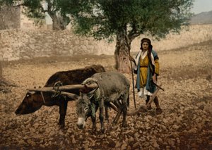 مواطن فلسطيني يعمل مع ثور وحمار ، الأرض المقدسة ، حوالي عام 1890 - عام 1900 (طباعة ضوئية)