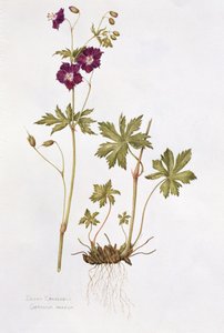 Dusky Cranesbill (مرحاض على ورق) بواسطة ديانا إيفريت