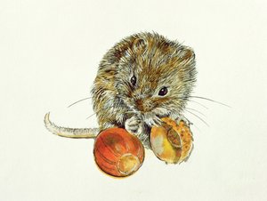 Vole مع البلوط