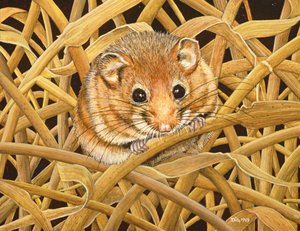 Edorm Dormouse ، 1993