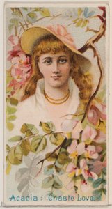 أكاسيا: الحب العفيف ، من سلسلة الجمال الزهري ولغة الزهور رقم 75 لدوك ... ، 1892.