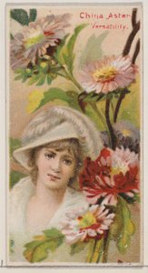 China Aster: براعة ، من سلسلة الأزهار الجميلة ولغة الزهور N75 ... ، 1892.