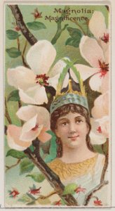 Magnolia: Magnificence ، من سلسلة الأزهار الجميلة ولغة الزهور N75 لـ ... ، 1892. بواسطة دونالدسون براذرز