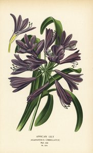 الزنبق الأفريقي ، Agapanthus africanus (Agapanthus umbellatus). الطباعة الحجرية الملونة من رسم توضيحي رسمه Desire Bois من زهور الحدائق والدفيئة المفضلة لإدوارد ستيب ، فريدريك وارن ، لندن بواسطة الرغبة جورج جان ماري بوا