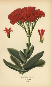 نبات الطائرة ، Crassula perfoliata var. الفك. بواسطة الرغبة جورج جان ماري بوا