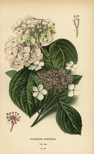 Bigleaf الكوبية ، الكوبية macrophylla. بواسطة الرغبة جورج جان ماري بوا