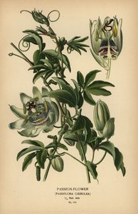 زهرة العاطفة الزرقاء ، Passiflora caerulea. بواسطة الرغبة جورج جان ماري بوا