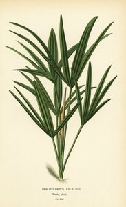 نخيل سيدة عريضة الأوراق أو نخيل من الخيزران ، Rhapis excelsa (Trachycarpus excelsus). الطباعة الحجرية الملونة من رسم توضيحي رسمه Desire Bois من زهور الحدائق والدفيئة المفضلة لإدوارد ستيب ، فريدريك وارن ، لندن
