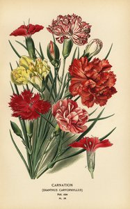 قرنفل ، Dianthus caryophyllus. بواسطة الرغبة جورج جان ماري بوا