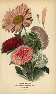 أصناف أستر الصين ، Callistephus x sinensis. بواسطة الرغبة جورج جان ماري بوا