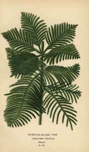 طبخ الصنوبر، Araucaria columnaris. (صنوبر جزيرة نورفولك، أراوكاريا إكسلسا). مطبوعة حجرية ملونة من رسم توضيحي لديزيريه بوا من زهور الحديقة والدفيئة المفضلة لإدوارد ستيب، فريدريك وارن، لندن