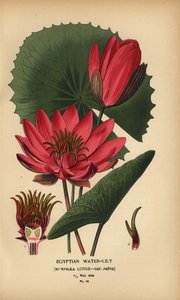 الزنبق المائي المصري ، Nymphaea lotus. بواسطة الرغبة جورج جان ماري بوا