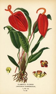 زهرة فلامنغو ، Anthurium scherzerianum. الطباعة الحجرية الملونة من رسم توضيحي رسمه Desire Bois من زهور الحدائق والدفيئة المفضلة لإدوارد ستيب ، فريدريك وارن ، لندن بواسطة الرغبة جورج جان ماري بوا