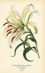 زنبق اليابان المشع بالذهب أو يامايوري Lilium auratum. الطباعة الحجرية الملونة من رسم توضيحي رسمه Desire Bois من زهور الحدائق والدفيئة المفضلة لإدوارد ستيب ، فريدريك وارن ، لندن