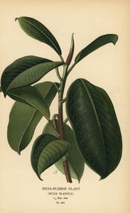 مصنع المطاط الهندي ، اللبخ المطاطي. الطباعة الحجرية الملونة من رسم توضيحي رسمه Desire Bois من زهور الحدائق والدفيئة المفضلة لإدوارد ستيب ، فريدريك وارن ، لندن بواسطة الرغبة جورج جان ماري بوا