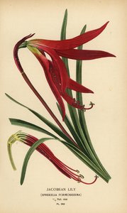 زنبق يعقوبي ، Sprekelia formosissima. الطباعة الحجرية الملونة من رسم توضيحي رسمه Desire Bois من زهور الحدائق والدفيئة المفضلة لإدوارد ستيب ، فريدريك وارن ، لندن بواسطة الرغبة جورج جان ماري بوا
