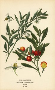 الكرز القدس ، Solanum pseudocapsicum var. ديفلوريس