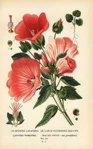 Lavatera trimestris و Malope trifida. بواسطة الرغبة جورج جان ماري بوا