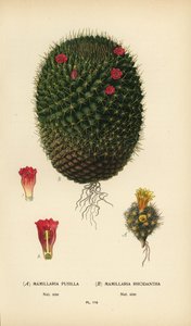 Mammillaria prolifera و Mammillaria rhodantha. بواسطة الرغبة جورج جان ماري بوا