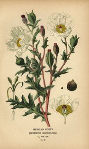 الخشخاش المكسيكي ، Argemone grandiflora. بواسطة الرغبة جورج جان ماري بوا