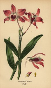 نوبل dendrobium السحلية ، Dendrobium nobile. الطباعة الحجرية الملونة من رسم توضيحي رسمه Desire Bois من زهور الحدائق والدفيئة المفضلة لإدوارد ستيب ، فريدريك وارن ، لندن بواسطة الرغبة جورج جان ماري بوا