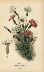 وردي ، Dianthus plumarius. بواسطة الرغبة جورج جان ماري بوا