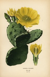 الكمثرى الشائك أو التين الهندي ، Opuntia ficus-indica بواسطة الرغبة جورج جان ماري بوا