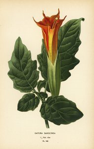 بوق الملاك الأحمر ، Brugmansia sanguinea. ينقرض.