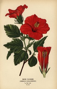 زهرة الحذاء أو وردة الصين ، Hibiscus rosa-sinensis.