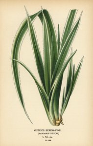 اللولب التاهيتي ، Pandanus tectorius (Veitch