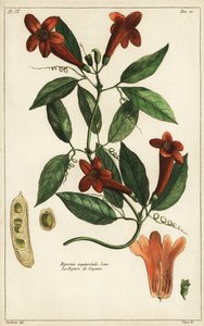 كرمة الثوم، Bignonia Equinoctialis، لين بواسطة دوتشيسن دوتشيسن