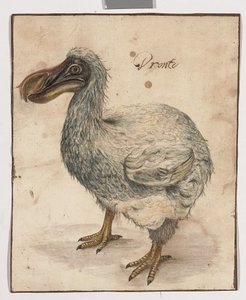 طائر الدودو (آثار من الطباشير الأسود ، ث - ج والصمغ العربي مع خطوط تأطير باللون البني)