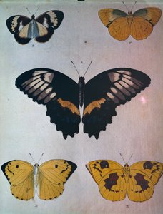 Butterflies بواسطة المدرسة الهولندية