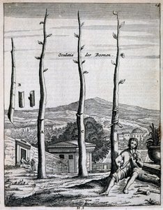 أشجار الفاكهة ، من De Nederlandze Hesperides بواسطة Jan Commelin ، تم نشره عام 1676 بواسطة المدرسة الهولندية