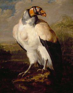 King Vulture, painting by Dutch unknown artist, Netherlands بواسطة المدرسة الهولندية