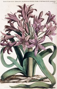 Lillio-Narcissus ، 1697-1701 بواسطة المدرسة الهولندية