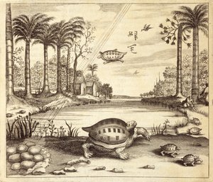 تفقيس بيض السلاحف ، من الصين رسمه أثناسيوس كيرشر (1601-80) 1667 بواسطة المدرسة الهولندية