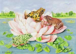 Water Lily ، 1998 (أكريليك على ورق)