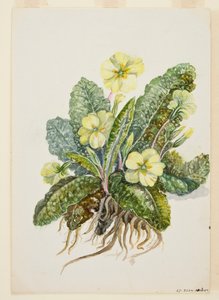Primula vulgaris Huds Primrose ، c1920s. بواسطة إي أف كرولي