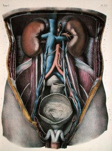 الكلى والمثانة ، لوحة من "Traite Complet de l'Anatomie de l'Homme" بقلم جان بابتيست مارك بورغيري (1797-1849) نقشها نيكولاس هنري جاكوب (1782-1871) 1866-67 (نقش ملون) بواسطة (بعد) بوشيه