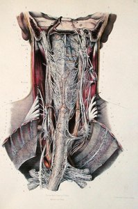مقطع عرضي للرقبة ، لوحة من "Traite Complet de l'Anatomie de l'Homme" لجان بابتيست مارك بورغيري (1797-1849) 1866-67 (نقش ملون) بواسطة E. Pochet