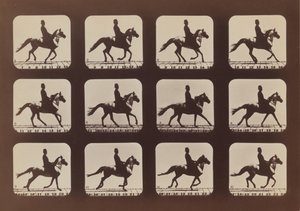 اتجاهات الحيوانات في الحركة ، 1879 ، طبعت عام 1881. بواسطة ايدويرد مويبريدج